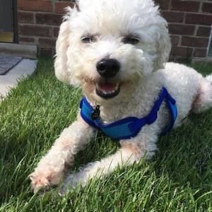 Meet your Posher, Rose